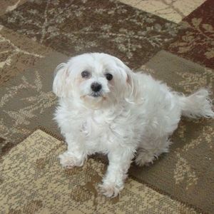 Meet your Posher, Steven